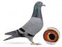 -0362-23-786 samica