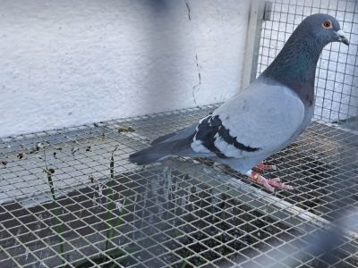 0442-24-4666 Kapinos