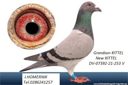 1 młody po wnuku Kittek van den Bulck