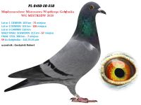 1. PL-0480-20 - WG MISTRZÓW 7 GOŁĄB Z FINAŁU