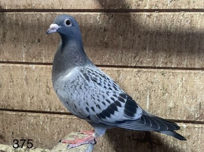 100% Püttmann. po Wnuku i  wnuczce Hurricanie 51