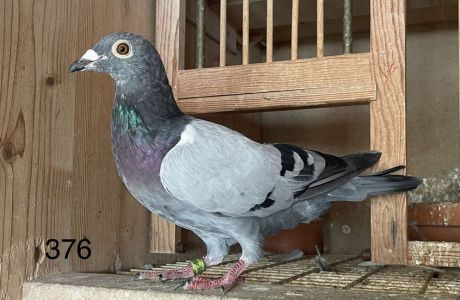 100% Püttmann. po Wnuku i  wnuczce Hurricanie 51