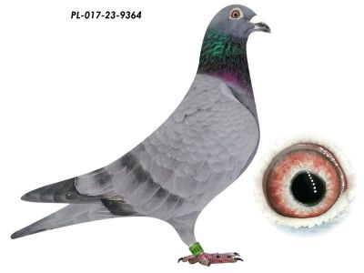 100 % S. Rogala Military