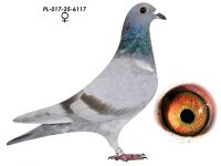 100 % T. Czapliński Inbred 808 K. Paszek