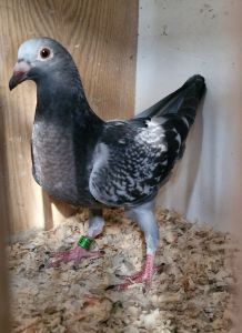 100% Łepuch inbred Julesa