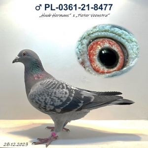 13. ♂ PL-0361-21-8477  