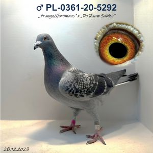 15. ♂ PL-0361-20-5292 