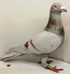 161 – Benny Steveninck x Peter van de Merwe.