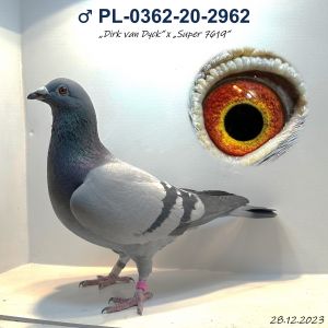 17. ♂ PL-0362-20-2962  „Dirk van Dyck“ x „Super 7619“