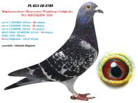 2. PL-053-2709 - WG MISTRZÓW 7 GOŁĄB Z FINAŁU