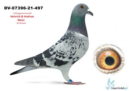 22. DV- 07396-21-497 