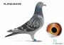 3 gołąb z finału PL-0192-26-6150  - Naculak Artur 