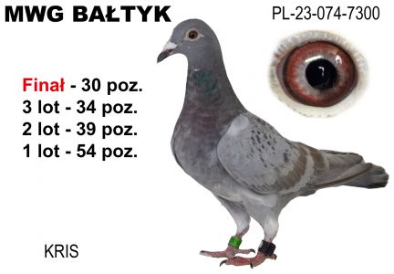 30 PL-074-23-7300: Kris, 73. Lotnik, m in 54m, 39m, 34m, 30m z FINAŁU Gołąb z hodowli: Kris.