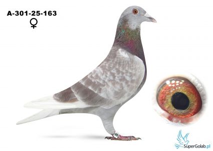 301-25-163 V rot Bricoux