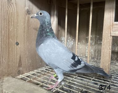 374 corka Olypiczyka Zak Zbigniew Zak X 903 Top samica z rosplodu