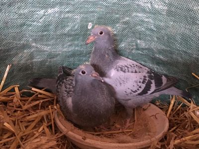 4 Młode do lotu w sezonie 2022