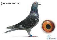  5 gołąb z finału PL-0362-26-6771 - Krzysiu Frąckowiak - 22 AS