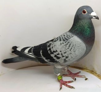 5 –  Grondelaers/ Olimpijka. Para nr 2