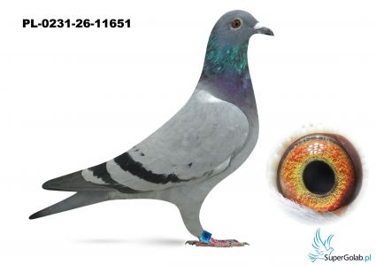 6 AS - PL-0231-26-11651- Jania Team