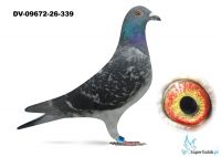 6 gołąb z finału , 5 AS WG   - DV-09672-26-339- Dobrowsky Volker
