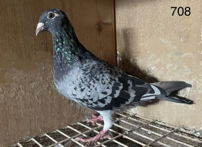 708 corka Olypiczyka Zak Zbigniew Zak X 367   jest curkol Wnuka X Wnuczkol FINEKE od Stellermann