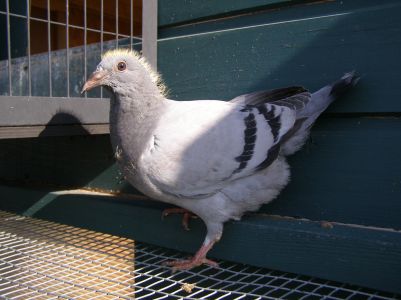 738-Janssen/Vandenabeele  rodzeństwo 1/2649 goł.