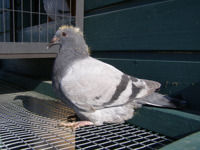 757-Janssen/Vandenabeele ,rodzeństwo 1/2649 goł