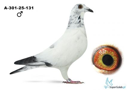 A-301-25-131 W schimmel Frieda