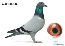 A-301-25-132 V Blue Fred