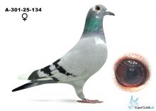 A-301-25-134 W blauscheck Johanna