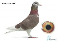 A-301-25-138 V rotscheck Donald