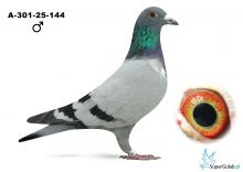 A-301-25-144 V blau Emergency