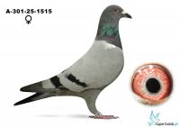 A-301-25-1515 MARCHART FRANZ 