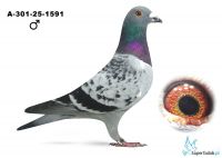 A-301-25-1591