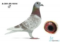 A-301-25-1614 