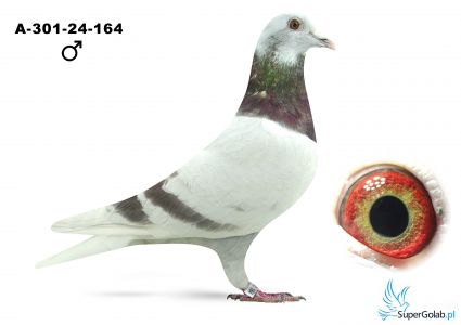 A-301-25-164 V fahl Schöner Bricoux