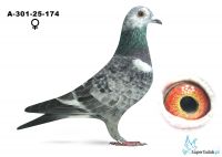 A-301-25-174 V schimmel Diamond