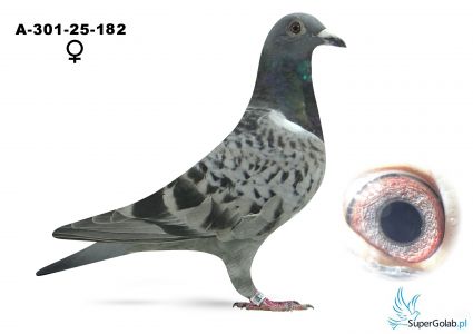 A-301-25-182 W gehämmert Sister Hattrick Brak ZDJ