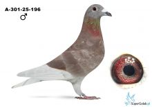 A-301-25-196 V rot Hero