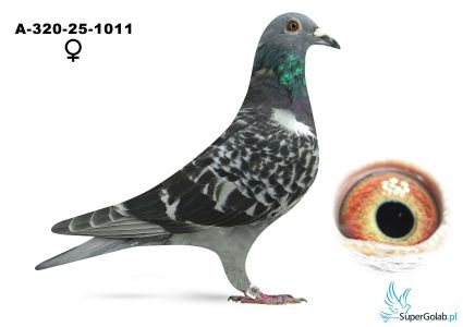 A-320-25-1011
