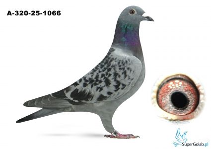 A-320-25-1066