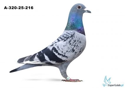 A-320-25-216