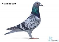 A-320-25--220
