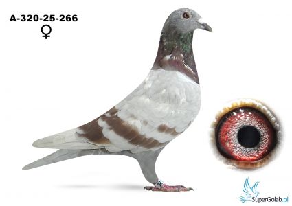 A-320-25-266 - Jarosław Bowtrukiewicz