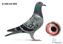 A-320-25-508