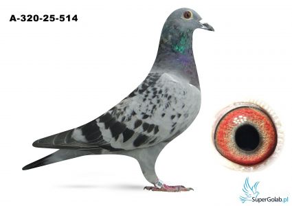 A-320-25-514