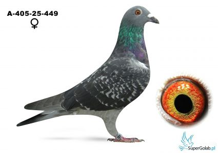 A-405-25-449  Safzinger Erwin