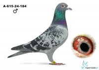 A-615-24-184  peły brat zwycięzcy na DERBY ZAGRZEB 