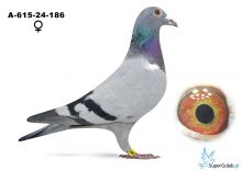 A-615-24-186   - matka to 1 as lotów gołębi młodych z 2023 