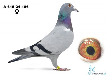 A-615-24-186   - matka to 1 as lotów gołębi młodych z 2023 